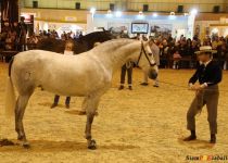 W PICARA DE RAMOS, DE SR4, CAMPEONA JOVEN DEL MUNDO SICAB 2015 (Copiar)